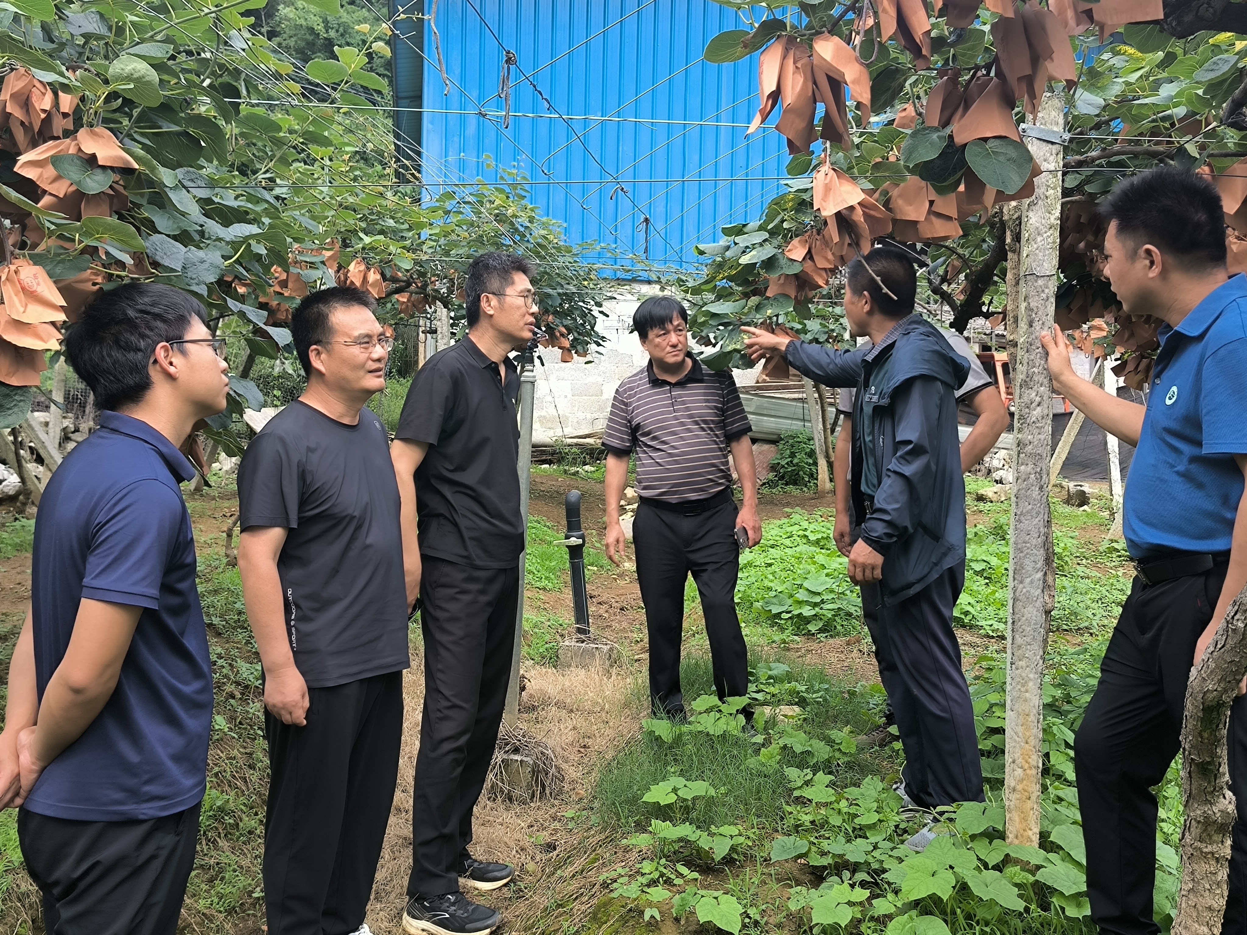 南丹县猕猴桃果园调研指导现场.jpg