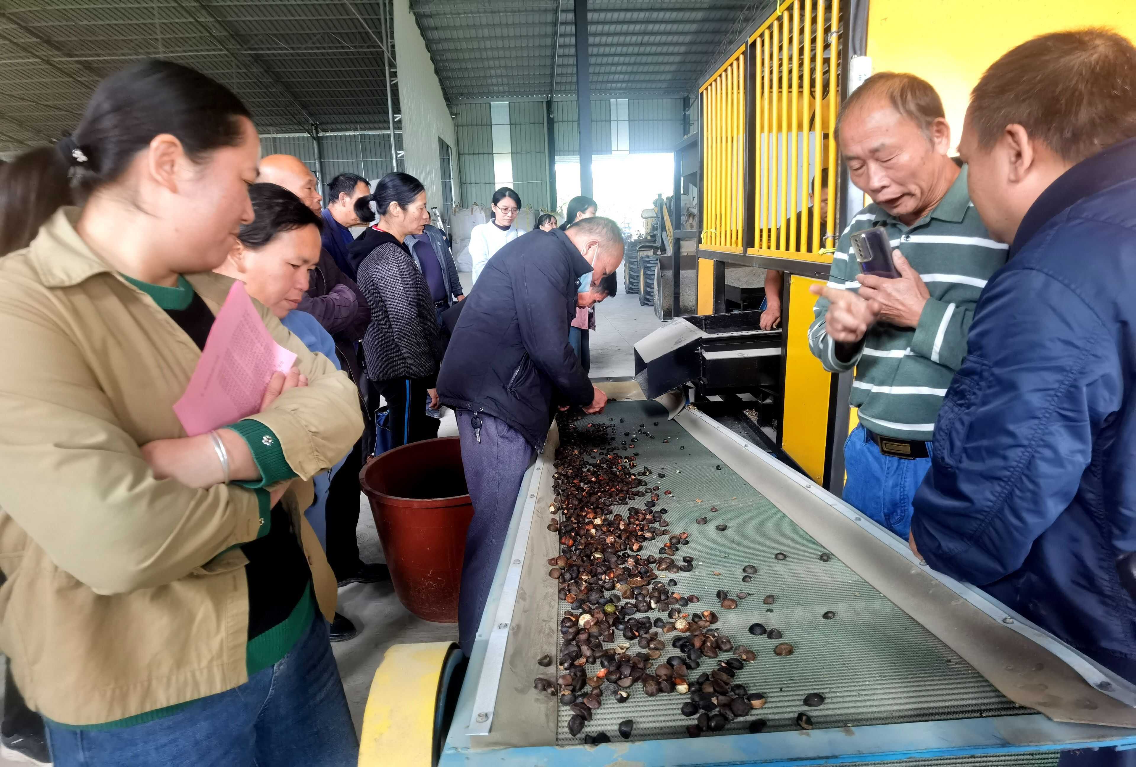 图为油茶果机械剥壳作业展示.jpg